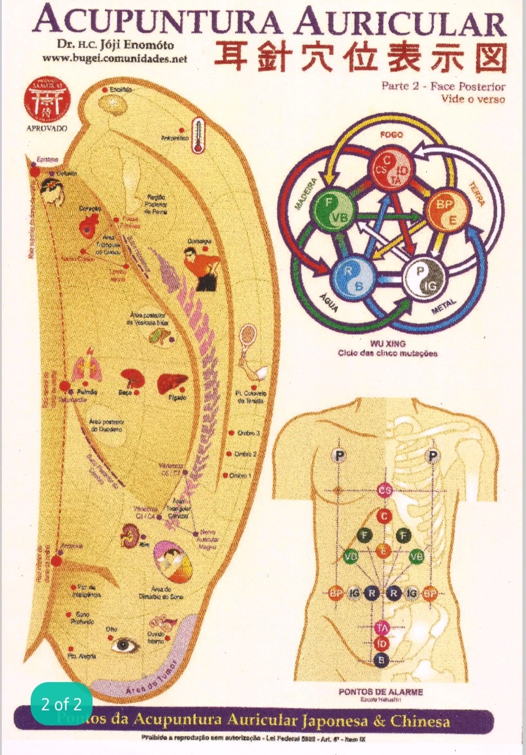 Mapa Acupuntura Auricular Chinesa Japonesa Plastificado Prof Enomoto