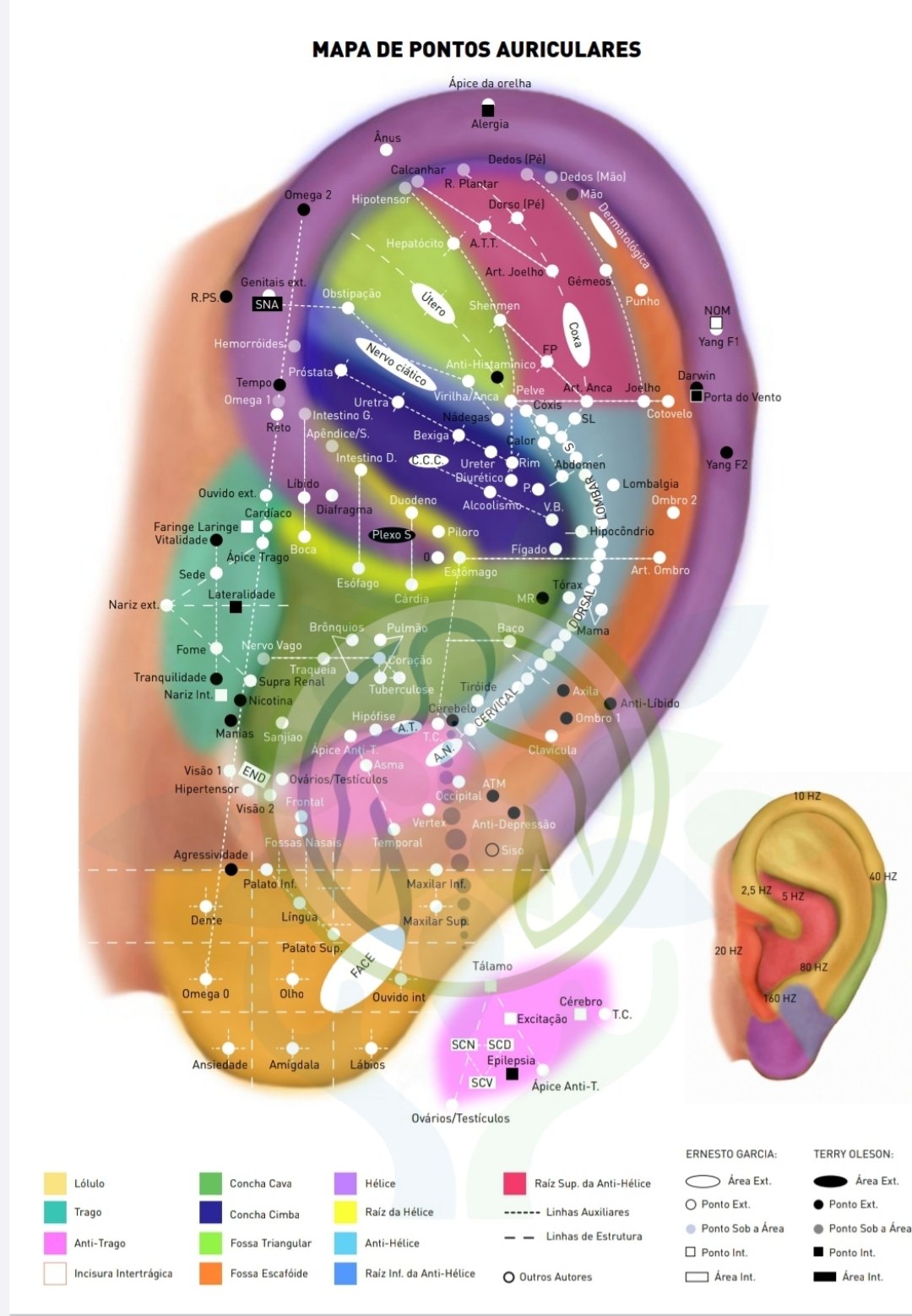 Kit 05 Mapas Acupuntura Auricular Plastificados