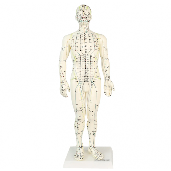 Modelo Anatômico 50cm Com Pontos De Acupuntura