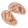 Modelo Orelha Com Pontos De Acupuntura Auricular - Par