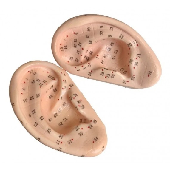 Modelo Orelha Com Pontos De Acupuntura Auricular - Par