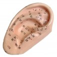 Modelo Orelha Com Pontos De Acupuntura Auricular - Par