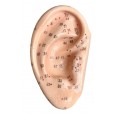 Modelo Orelha Com Pontos De Acupuntura Auricular - Par