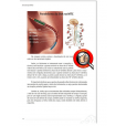 Livro Auriculoterapia Reflexa + Cristal Radiônico Raul Breves