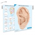 Mapa Acupuntura Auricular Chinesa Plastificado A4