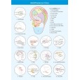 Mapa Acupuntura Auricular Chinesa Plastificado A4