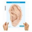 Mapa Acupuntura Auricular Chinesa Plastificado A4