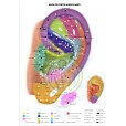 Kit 05 Mapas Acupuntura Auricular Plastificados