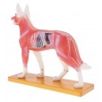 Modelo Anatomia Acupuntura Veterinária Animal Cachorro