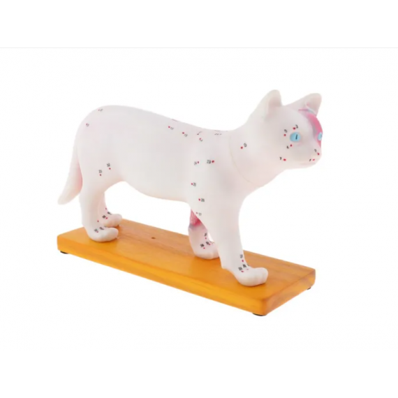 Modelo Anatomia Acupuntura Veterinária Animal Gato