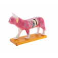 Modelo Anatomia Acupuntura Veterinária Animal Gato