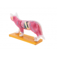 Modelo Anatomia Acupuntura Veterinária Animal Gato