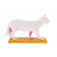 Modelo Anatomia Acupuntura Veterinária Animal Gato